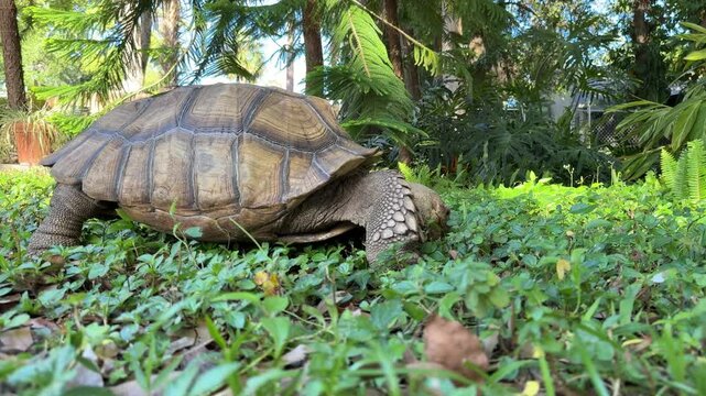 African Spurred Tortoise or Sulcata Tortoise Walking and Eating Grass
