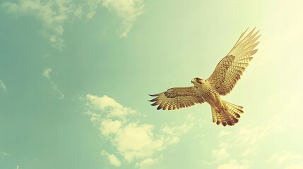 Obraz premium A falcon in flight over a minimal sky background, room for ad content, .