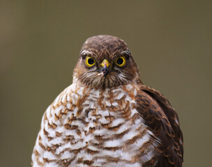Eurasian sparrowhawk (Accipiter nisus) juvenile closeup in spring.	
