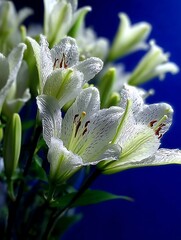 A cluster of flowers with delicate petals and visible stamens are set against a solid backdrop. Buds and leaves provide contrast.