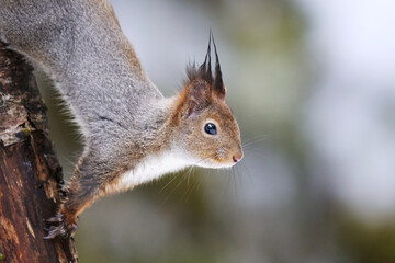 Obraz premium Red squirrel (Sciurus vulgaris) closeup climbing in a tree in winter.