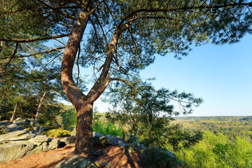 Point of view  in Trois Pignons forest. Île-de-France region 