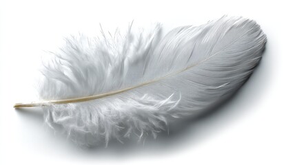 Close-up View of a Delicate White Feather, Soft Texture, Detailed Structure, Light and Airy, Peaceful Serenity, Natural Beauty, Avian Grace, Feather Details, White Plume, Soft Barbs