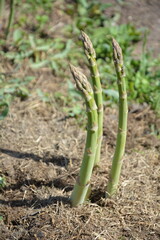 Fresh Green Asparagus Shoots Emerging from the Soil Spring Harvest Concept. Young green asparagus spears sprouting from the soil in early spring. 