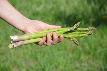 Woman Holding Fresh Asparagus Spears Outdoors – Garden Harvest