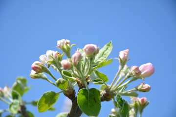 Close-up of apple tree blossoms against vibrant blue sky