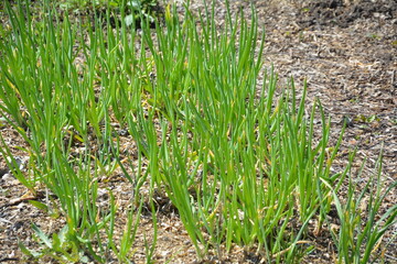 Fresh green onion growing in garden soil on a sunny spring day