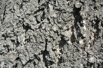 Bark texture of old tree trunk with vertical ridges and cracks