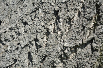  Close-up texture of dry cracked tree bark in daylight