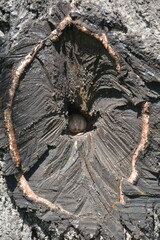 Tree stump with cracked dark texture and central knot. Unusual wood texture