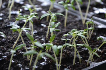 Close-up of young tomato seedlings sprouting in black plastic trays with soil in natural light