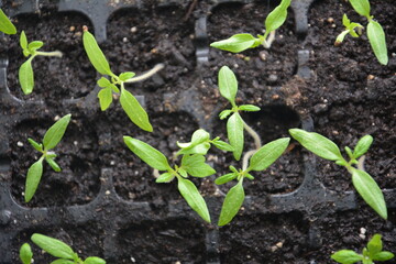Tomato seedlings sprouting in a black seed tray, early spring stage of gardening under natural light
