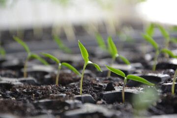 Macro shot of multiple tomato seedlings in soil-filled tray during early stage of vegetable growth
