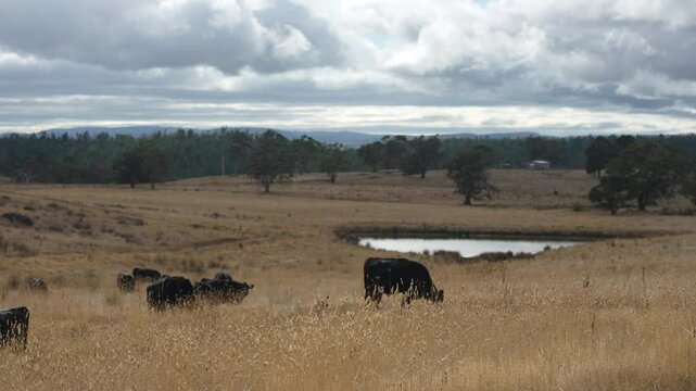 livestock in a meadow, sustainable carbon neutral farming being practiced. regenerative raised cows in a field. agricultural technology innovation.	
