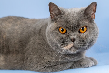 British cat is gray on a blue background. The cat has huge, bright orange eyes