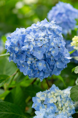 青いアジサイ