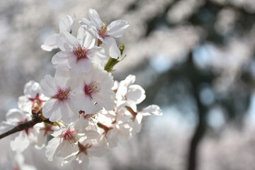 日の光を浴びる桜の花