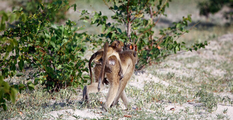 Troop of baboons in the Okavango delta Botswana