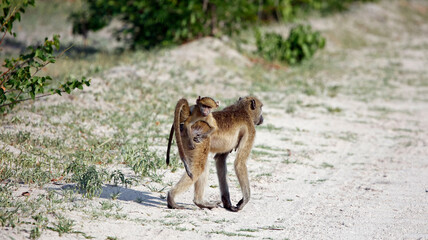 Troop of baboons in the Okavango delta Botswana
