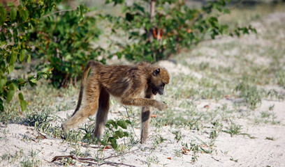 Troop of baboons in the Okavango delta Botswana