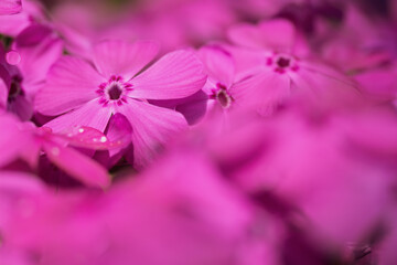 芝桜