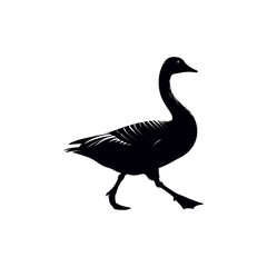 Black swan and goose silhouette on a white background