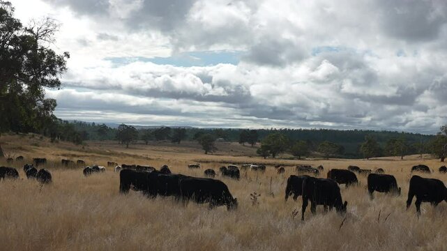 livestock in a meadow, sustainable carbon neutral farming being practiced. regenerative raised cows in a field. agricultural technology innovation.	
