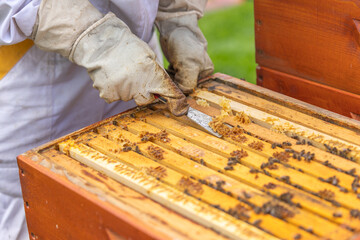 Beekeeper removing honeycomb frame from beehive using hive tool