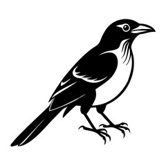 Fototapeta premium A captivating black and white illustration of a magpie, showcasing its elegant form and striking plumage. A study in contrasts that accentuates the sleekness and grace of the bird.