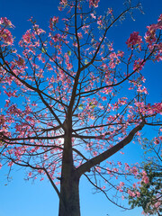 Silk floss tree, view from below with pink flowers blooming against a vibrant blue sky, selective focus