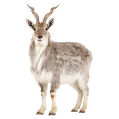 Fototapeta premium Realistic Illustration of a Goat with Elegant Horns and Fur, isolated on transparent background.