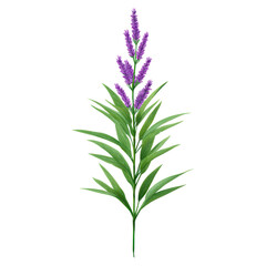 Obraz premium Vibrant Lavender Plant with Purple Flowers and Green Leaves, isolated on transparent background.