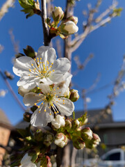 Obraz premium A close up of a white flower on a tree branch