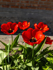 Fototapeta premium A group of red tulips in front of a brick wall