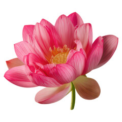 Fototapeta premium Vibrant Pink Lotus Flower in Full Bloom Displaying Intricate Petals, isolated on transparent background.