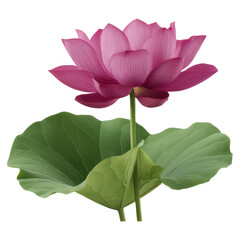 Beautiful Pink Lotus Flower with Green Leaves against White Background, isolated on transparent background.