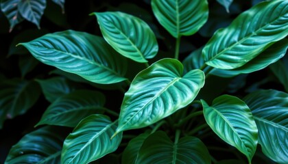 Vibrant green leaves indoor plant setting close-up photography lush environment natural concept