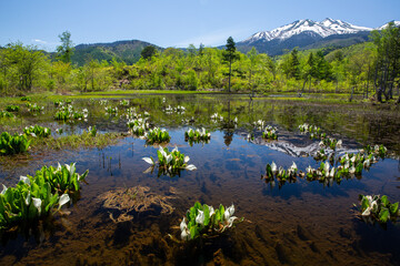 残雪の乗鞍岳と一ノ瀬園地のミズバショウ3