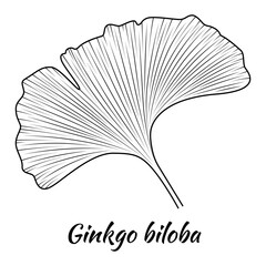 Ginkgo Biloba leaf. Hand drawn engraved vector sketch etch illustration, isolated on white background. Ingredient for hair and body care cream, lotion, treatment, moisture. 