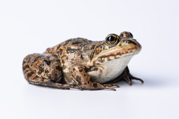 Edible frog on white background