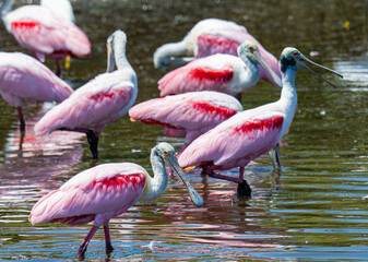 Roseate spoonbills wading in Florida