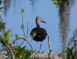 Black bellied whistling duck standing on one leg