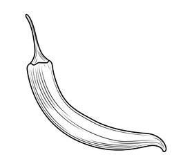 Chilli pepper. Hot chili cayenne pepper in engraved style. Fresh organic vegetable. Сhile vector hand drawn illustration. Detailed food drawing for label, poster, print, isolated on white background