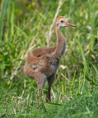 Baby sandhill crane notes