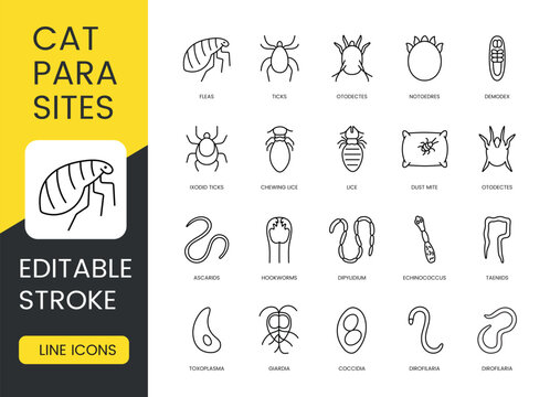 Cat parasites line icons set with editable stroke for veterinary infographics, pet care materials and parasite control visuals