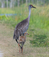 Fototapeta premium Sandhill crane and baby colt