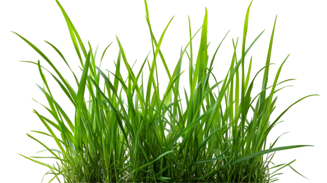 green grass isolated on white background