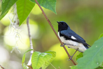 A black-throated blue warbler (Setophaga caerulescens) on a branch in a green forest in Osprey, Florida