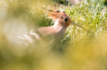 Eurasian Hoopoe 