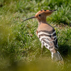 Eurasian Hoopoe 